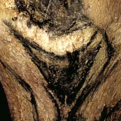 Vnus et Homme-bison  Y. Le Guillou